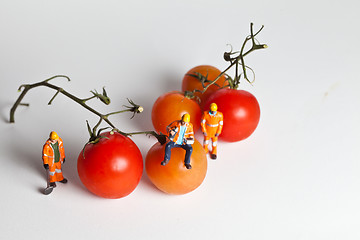 Image showing Miniature people in action with tomatoes