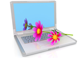 Image showing cosmos flower on laptop