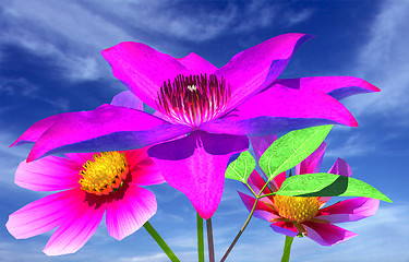 Image showing Beautiful Cosmos Flower