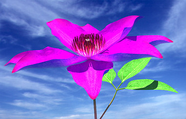 Image showing Beautiful Cosmos Flower