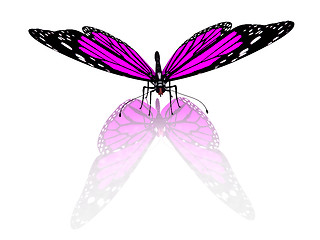 Image showing Butterfly