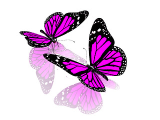 Image showing Butterfly