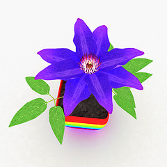 Image showing Clematis a beautiful flower in the colorful pot