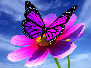 Image showing Beautiful Cosmos Flower and butterfly