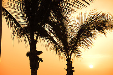 Image showing Palm and sunset