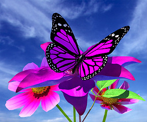 Image showing Beautiful Cosmos Flower and butterfly