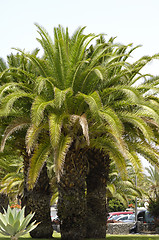 Image showing Palms