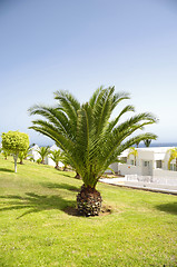 Image showing Palm in garden