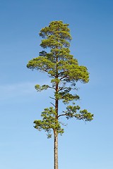 Image showing Tall tree