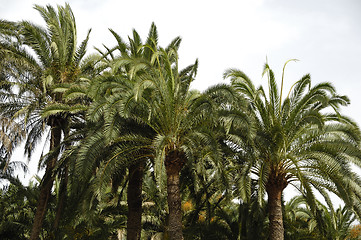 Image showing Palm forest