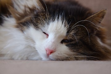 Image showing Sleepy cat