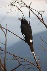 Image showing Bird on tree