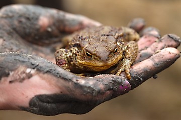 Image showing Toad in hand