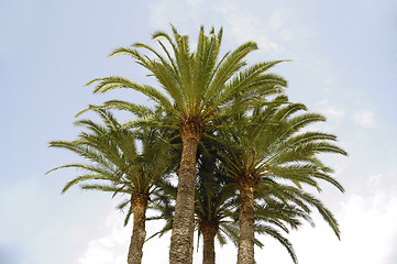 Image showing Palms