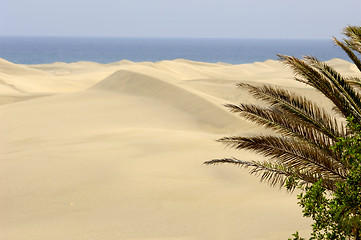 Image showing Palm and desert