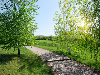 Image showing Birch alley at sunrise