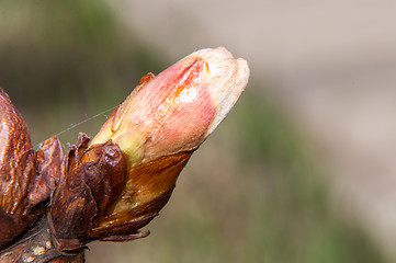 Image showing Spring chestnut buds.