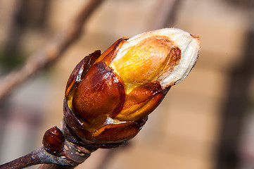 Image showing Spring chestnut buds.