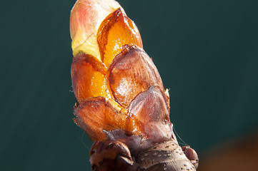 Image showing Spring chestnut buds.