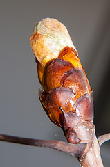 Image showing Spring chestnut buds.