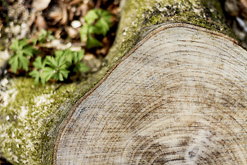 Image showing stump taken from the top