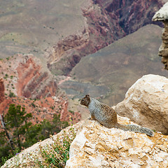 Image showing Grand Canyon Squirrel