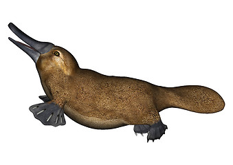 Image showing Platypus