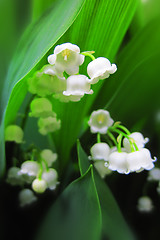 Image showing Lilly of valley in green leaves 