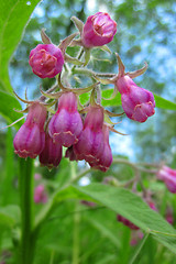 Image showing early spring flowers