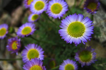 Image showing early spring flowers