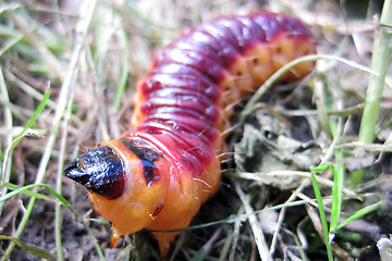 Image showing big red grub as fishfood