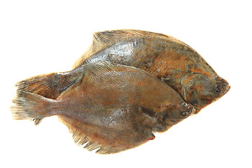 Image showing flatfishes isolated 