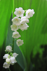 Image showing Lilly of valley in green leaves 