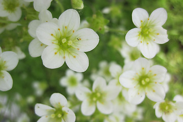 Image showing early spring flowers from the nature 