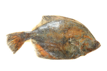 Image showing flatfish isolated 