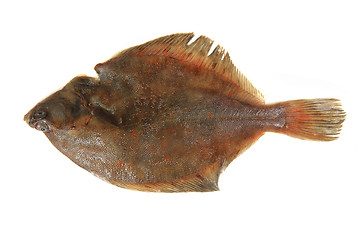 Image showing flatfish isolated 
