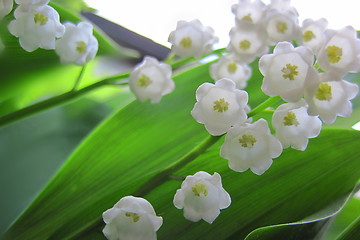 Image showing Lilly of valley in green leaves 