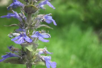 Image showing early spring flowers