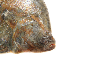 Image showing flatfish head isolated 