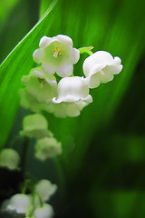 Image showing Lilly of valley in green leaves 
