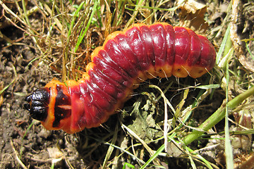 Image showing big red grub as fishfood