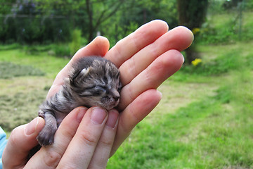 Image showing small cat in the human hand 