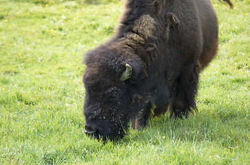 Image showing Buffalo