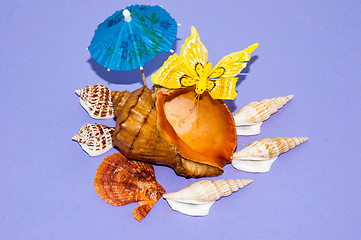 Image showing The shells of marine animals