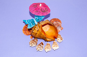 Image showing The shells of marine animals