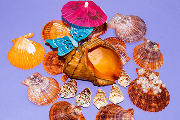 Image showing The shells of marine animals