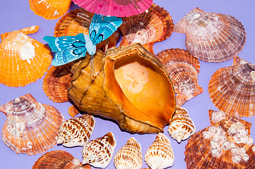 Image showing The shells of marine animals