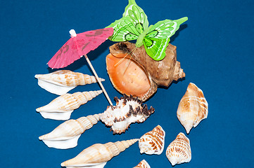 Image showing The shells of marine animals