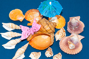 Image showing The shells of marine animals