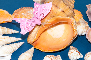 Image showing The shells of marine animals